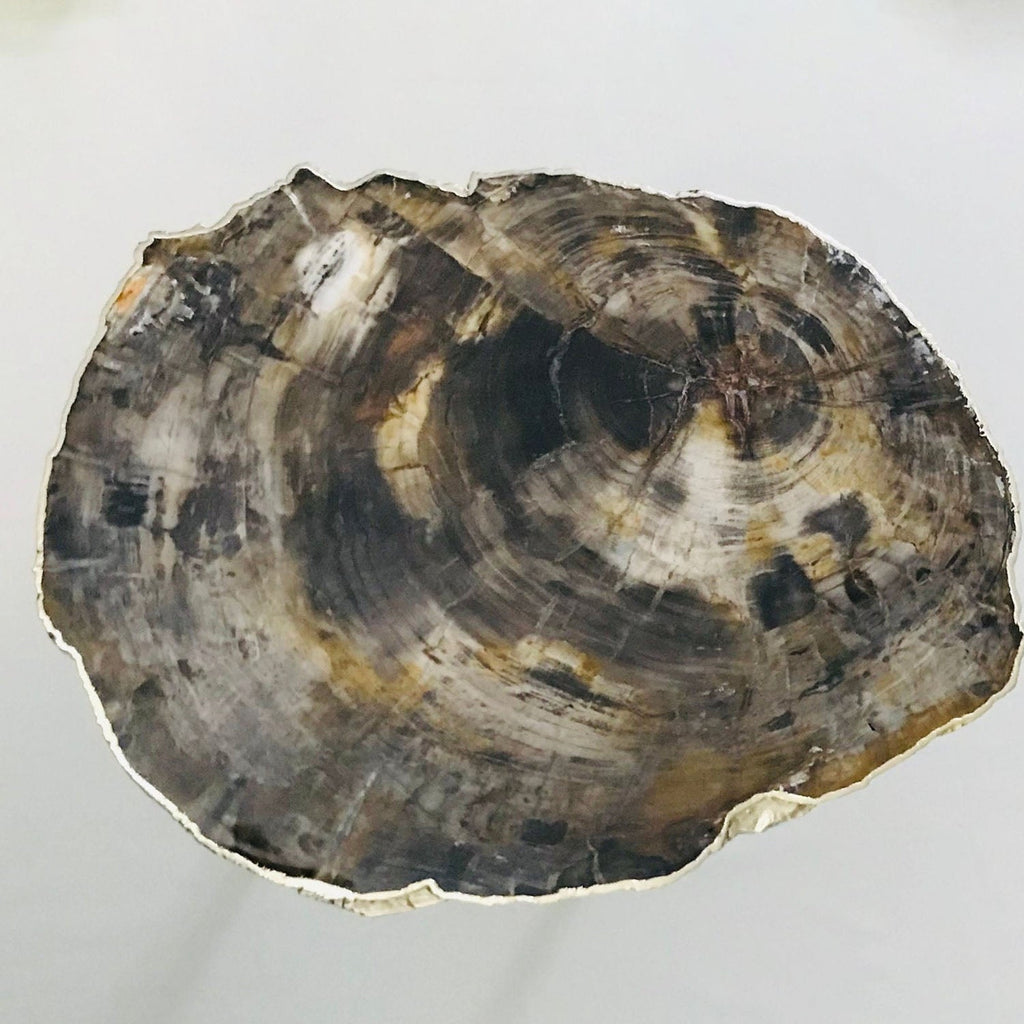 Petrified Wood Side Table, 18" x 12" Organic Edge