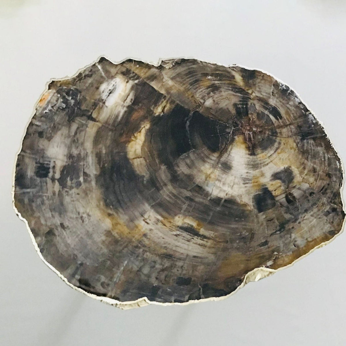 Petrified Wood Side Table, 18" x 12" Organic Edge
