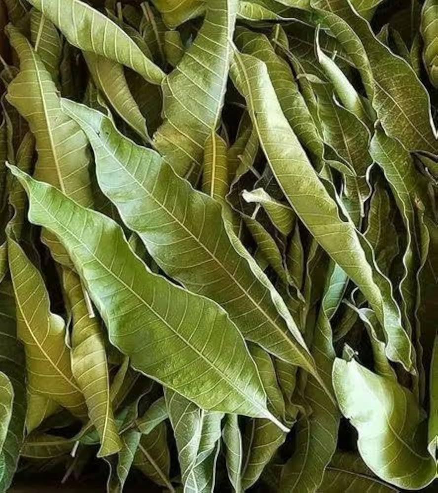 Neem Leaves