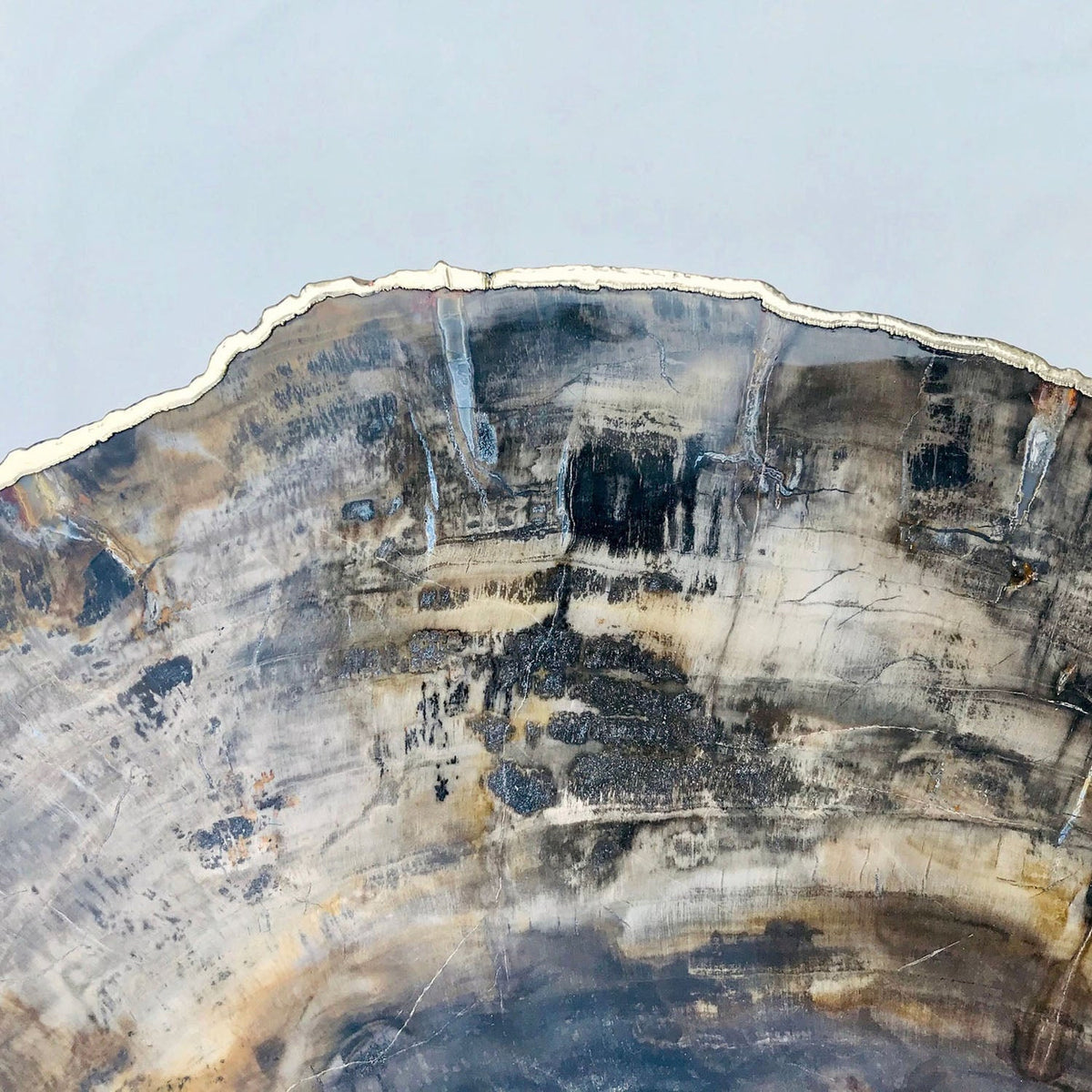 Petrified Wood Side Table, 18" x 12" Organic Edge