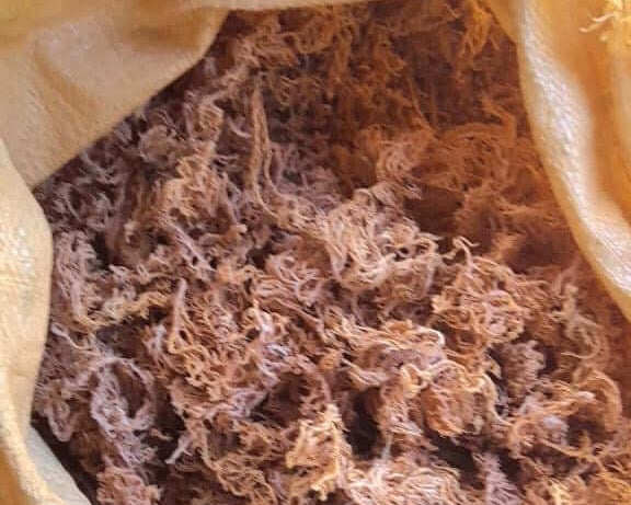 Wholesale Purple Sea Moss – 10 lb Bulk Case (B Grade)-2