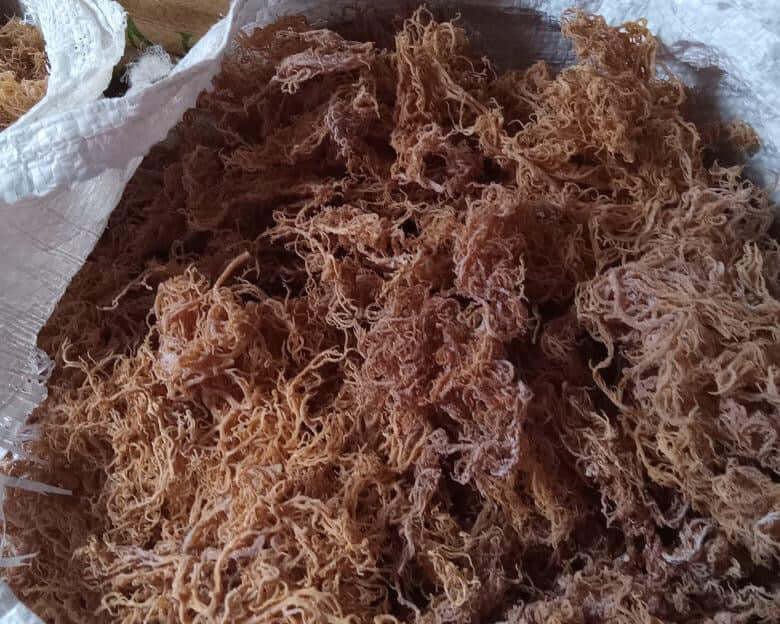Wholesale Purple Sea Moss – 10 lb Bulk Case (B Grade)-3