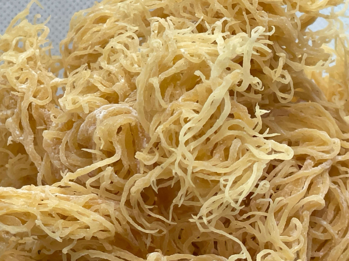 Gold Seamoss — Shipped Direct from Saint Lucia