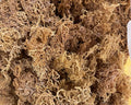 Wholesale Purple Sea Moss – 10 lb Bulk Case (B Grade)-0
