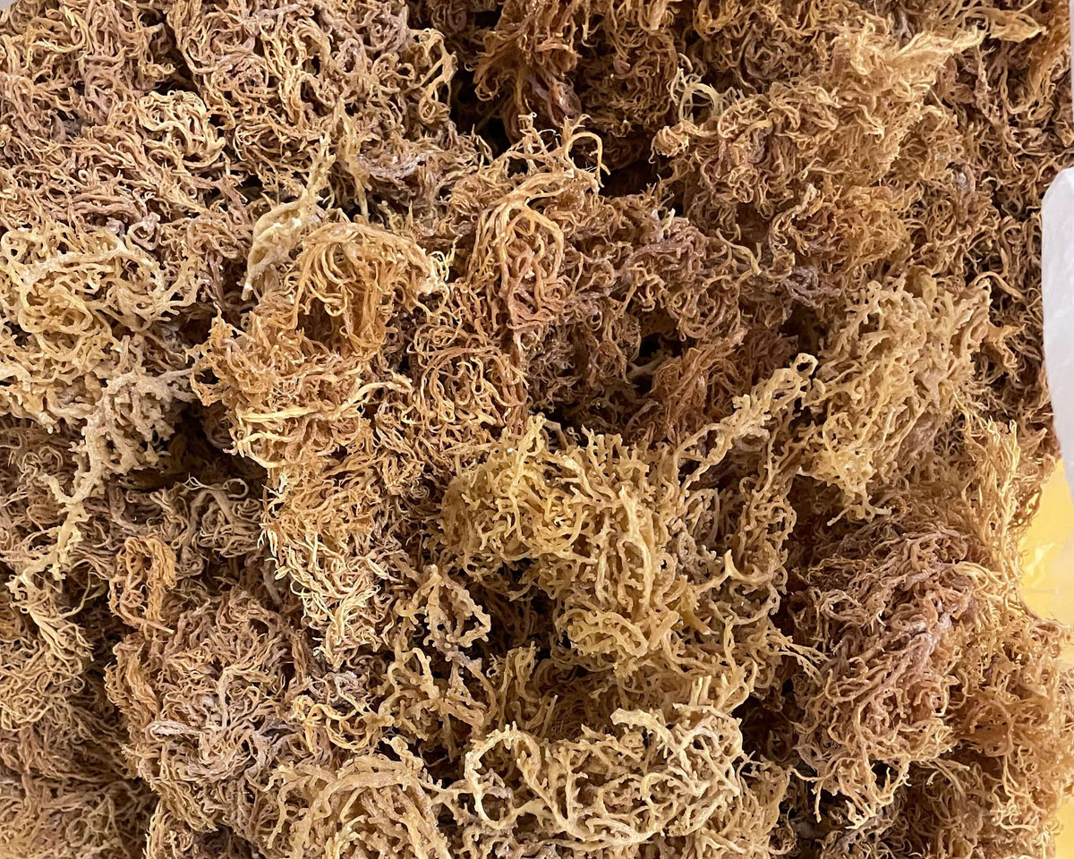 Wholesale Purple Sea Moss – 10 lb Bulk Case (B Grade)