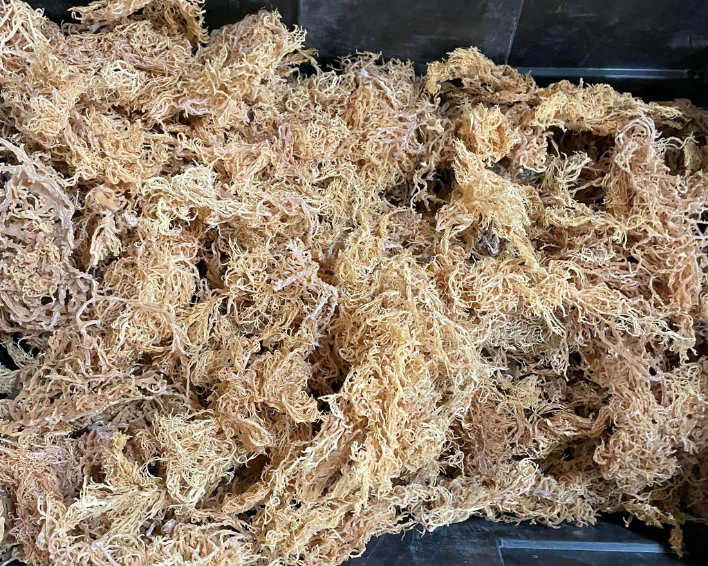 Wholesale Purple Sea Moss – 10 lb Bulk Case (B Grade)-4