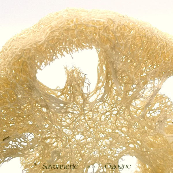 Loofah