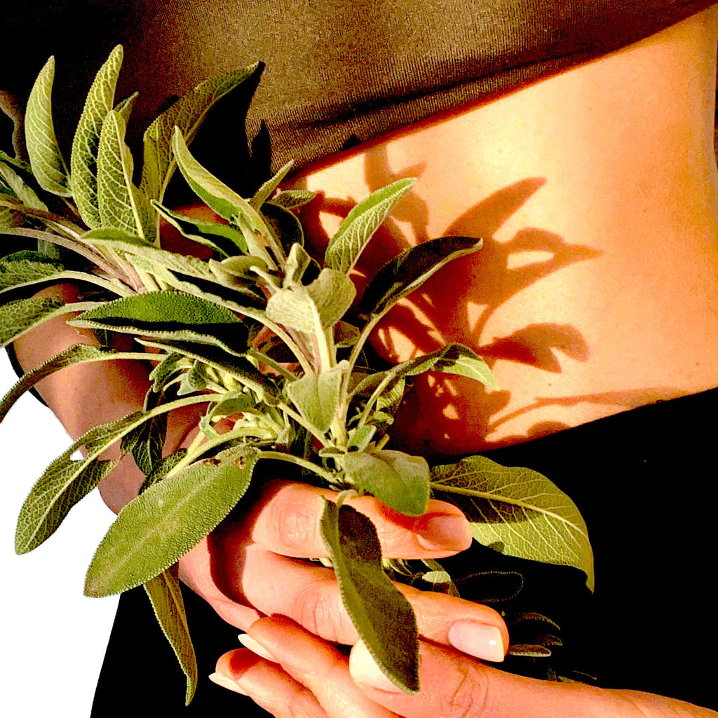 SACRED PEARL - Sage Leaves - Loose Herb Infusion