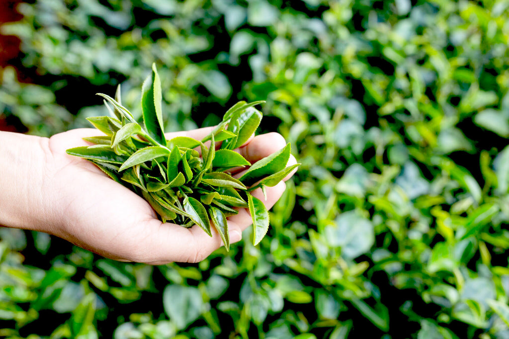 PERLE IMPERIALE - Pai Mu Tan White Tea Leaves - Loose leaf tea
