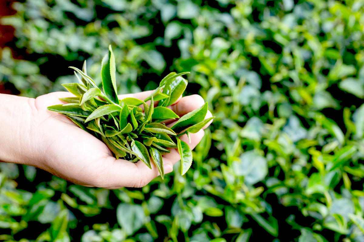 PERLE IMPERIALE - Pai Mu Tan White Tea Leaves - Loose leaf tea