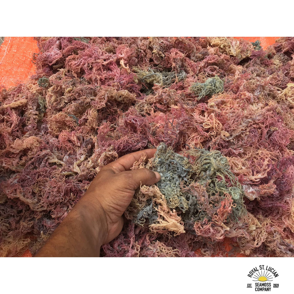 Full Spectrum Seamoss — Shipped Direct from Saint Lucia-4