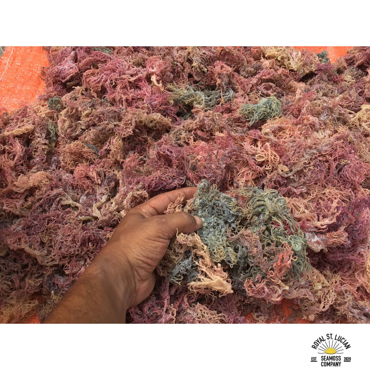Full Spectrum Seamoss — Shipped Direct from Saint Lucia
