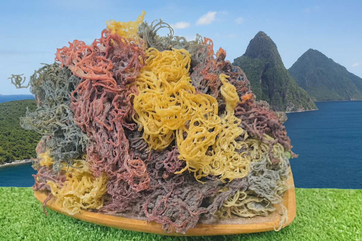 Full Spectrum Sea Moss (St. Lucian) | Wholesale Dried-1