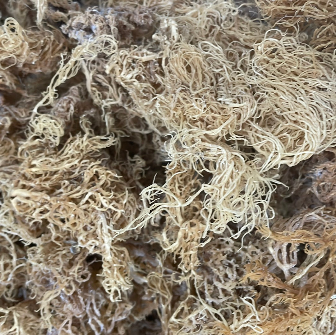 B-Grade Gold Sea Moss | 10 lb Bulk Case