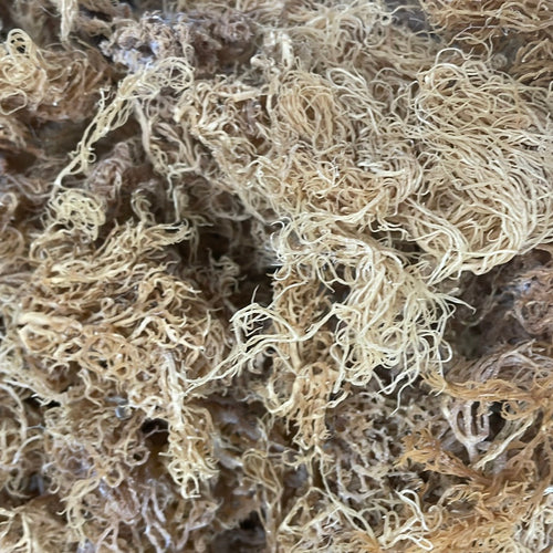 B-Grade Gold Sea Moss | 10 lb Bulk Case
