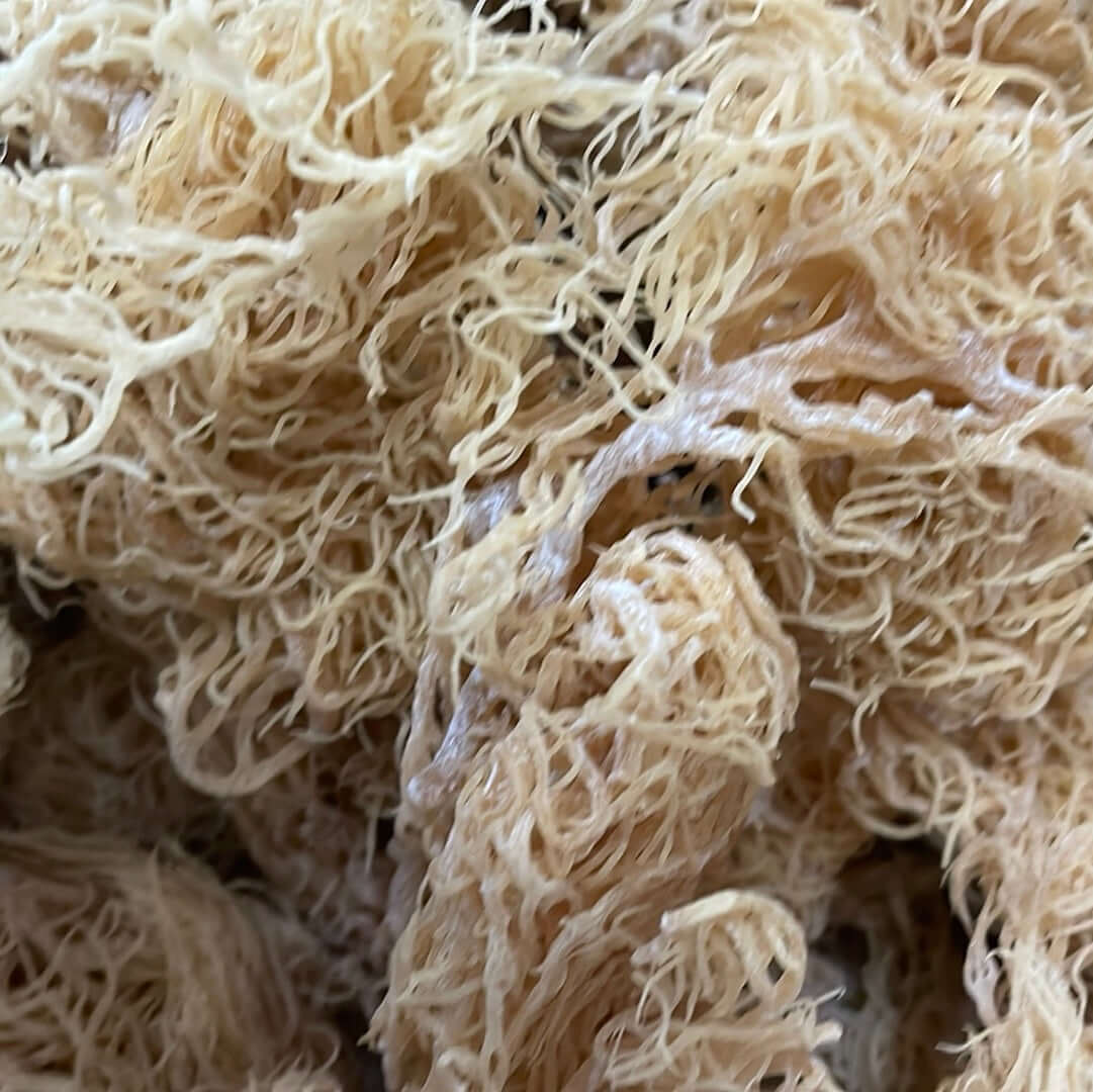 Gold Seamoss — Shipped Direct from Saint Lucia