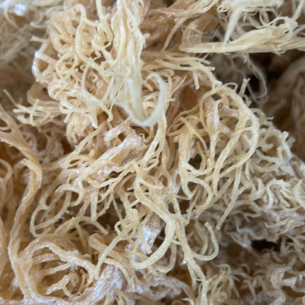 St. Lucian Gold Sea Moss Bulk (Wholesale Dried Seamoss)